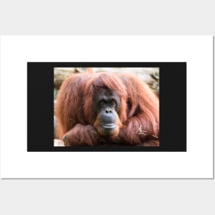 Close-up of an adult orangutan Posters and Art